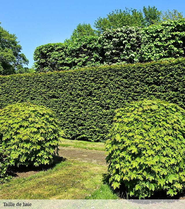 Taille de haie  brousse-le-chateau-12480 Steis elagueur