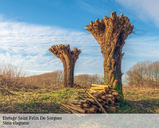 Etetage  saint-felix-de-sorgues-12400 Steis elagueur